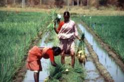 planting rice