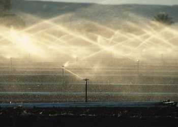 Iriigating germinating crops, Yuma, AZ