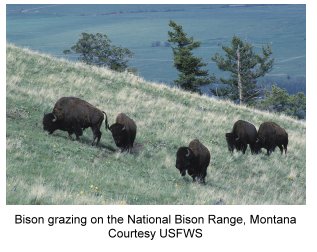 Buffalo grazing