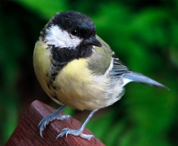 Great Tit (Parus major)