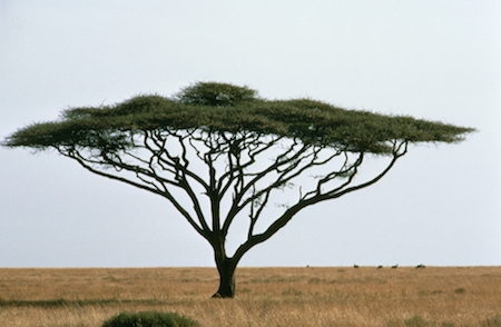 Acacia tree