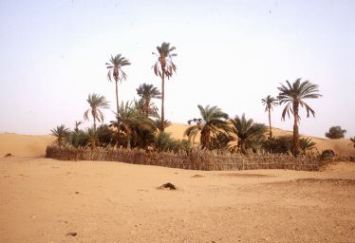 Oasis_Mauritania_I_Balderi_FAO_18834_small.jpg (13041 bytes)