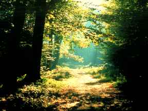 Broadleaf Deciduous - France