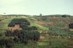 deforestation_Uganda_R_Faidutti_FAO_17522_small.jpg (14739 bytes)