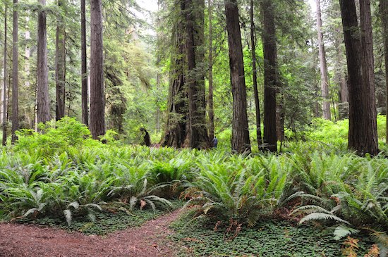 redwoods