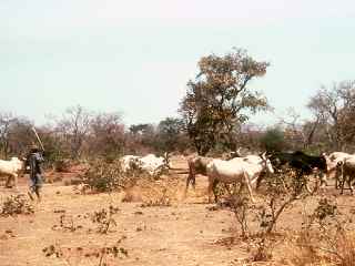 savanna_thorntree_UN.jpg (10389 bytes)