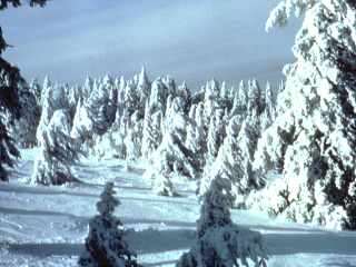 boreal subarctic coniferous taiga biomes bosque vegetation emaze climas