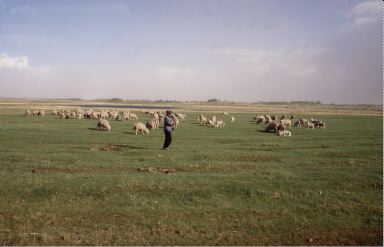 grazing sheep, Hohot, China