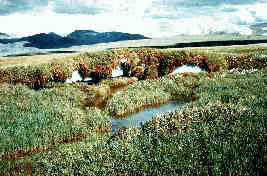 tundra_ice_mounds_Alaska_DDS21_LMC0007_small.jpg (11281 bytes)