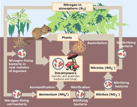 Nitrogen Cycle 