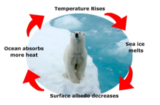 sea ice feedbacks