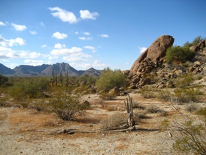 Sonoran Desert