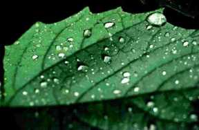 Leaf interception