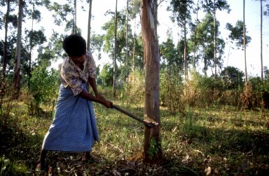 Tree Cutting in Monsoon forest, Myanmar.jpg (34952 bytes)