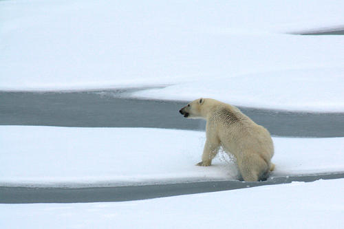 polar bear