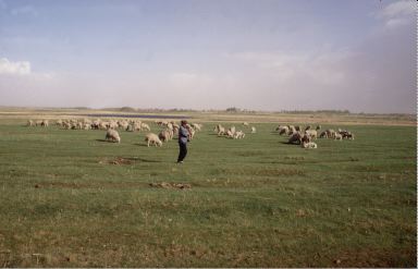 midlatitude_steppe_J_Y_Piel_FAO_17947.jpg (15009 bytes)