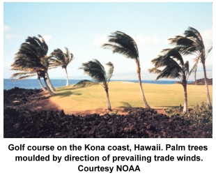 trade winds sculpting palm trees