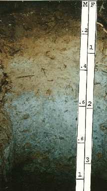 Inceptisol