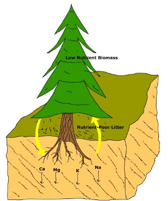 pine_nutrient_demand_small.jpg (18835 bytes)