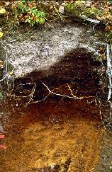 podzol_humic_on2_Agri_Food_Canada_small.jpg (17381 bytes)