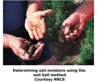 Checking soil moisture