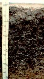 Vertisol