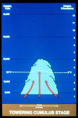 Cumulus stage